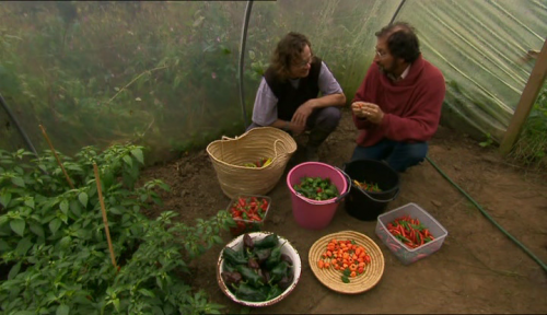 Hugh Fearnley Whittingstall in the polytunnel